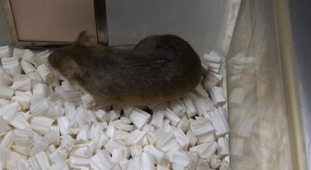 Sự thật gây sốc từ nghiên cứu 20 năm về nhân bản vô hạn để bất tử - 5