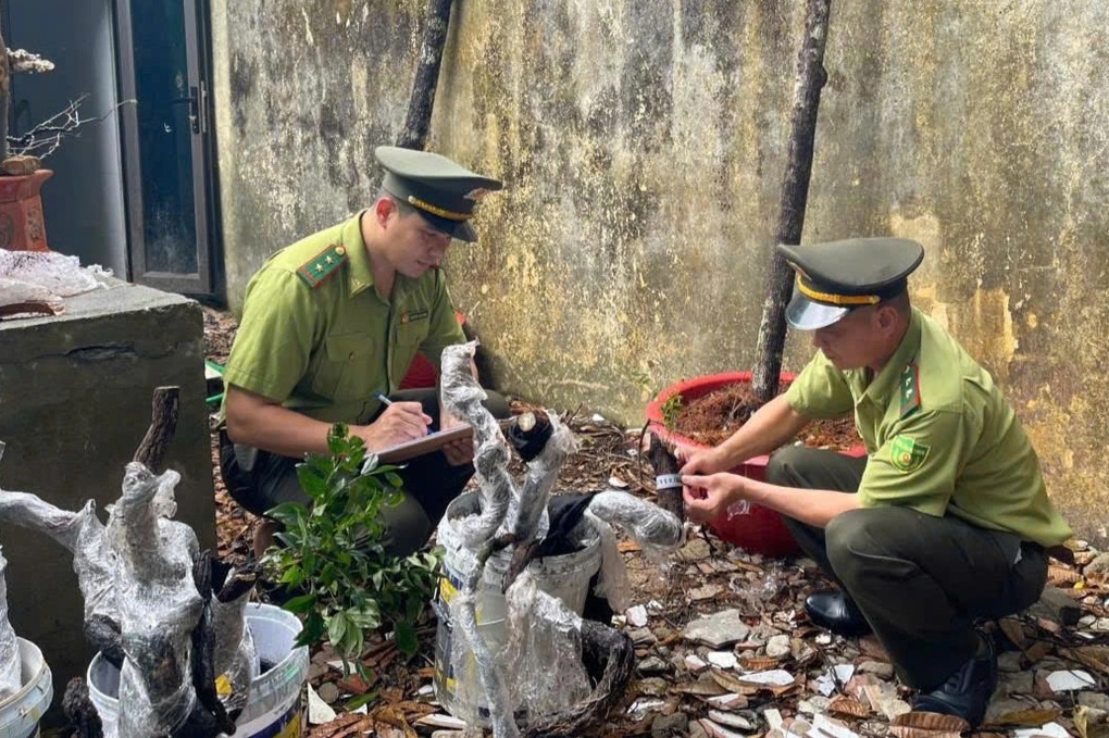 Vụ thu giữ hàng trăm cây muội hồng: Khó xử lý tang vật - 1 Vụ thu giữ hàng trăm cây muội hồng: Khó xử lý tang vật - 1