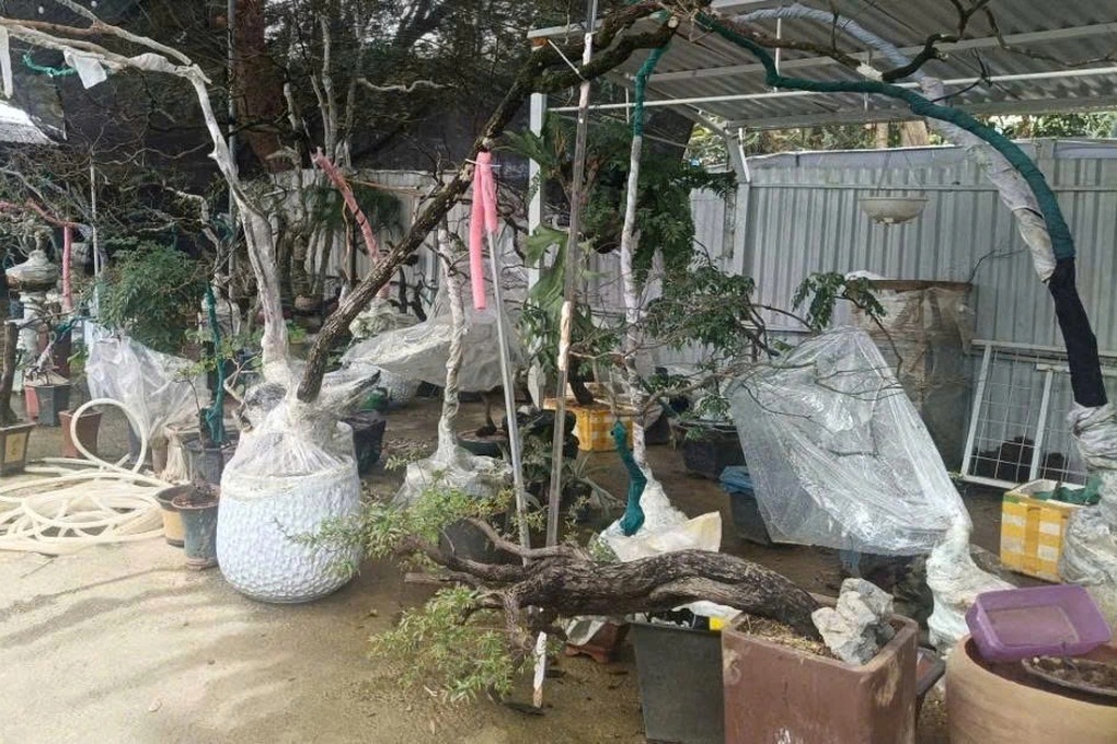 Vụ thu giữ hàng trăm cây muội hồng: Khó xử lý tang vật - 2 Vụ thu giữ hàng trăm cây muội hồng: Khó xử lý tang vật - 2