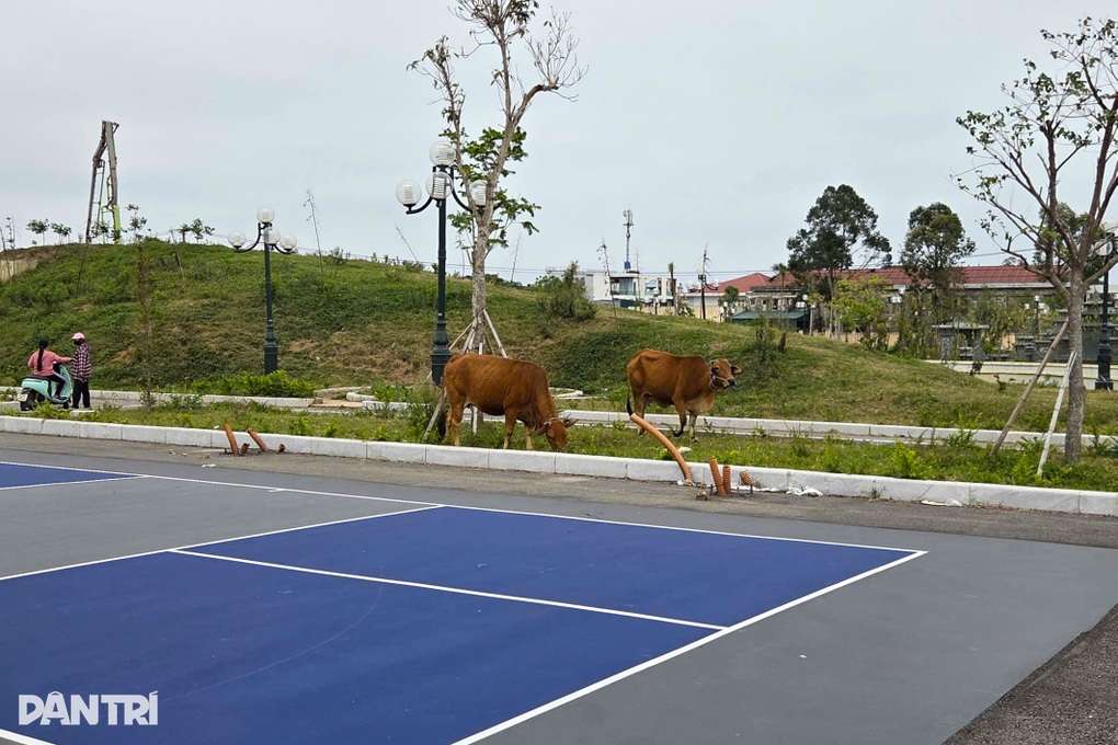 20 sân Pickleball xuất hiện trong công viên ở Sầm Sơn - 3