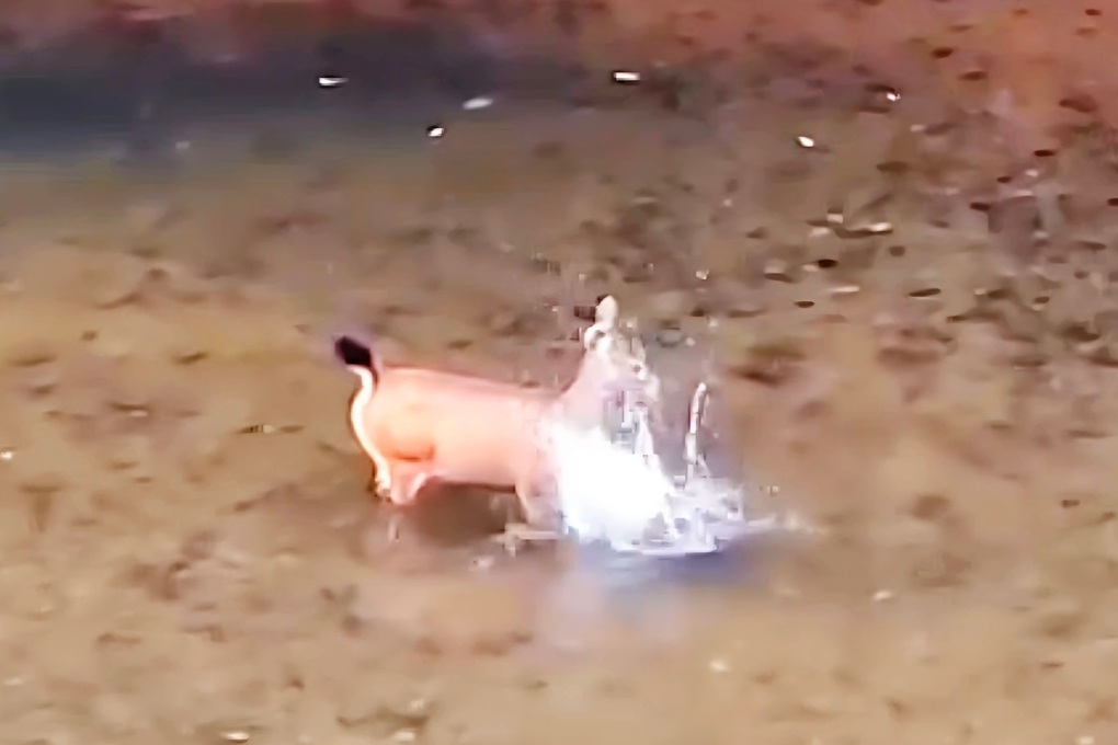 Khoảnh khắc thú rừng dùng chân vỗ nước tung tóe giữa dòng suối - 2