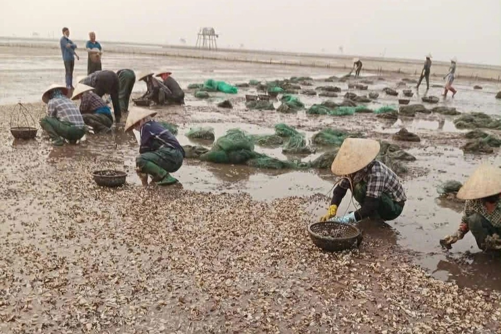 Ngao chết hàng loạt ở Hưng Yên, có hộ thiệt hại tới 80% - 1