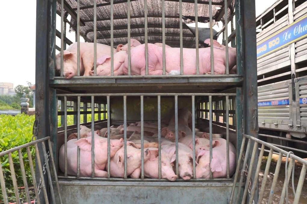 Tiêu hủy 100 con lợn nhiễm dịch tả châu Phi - 1