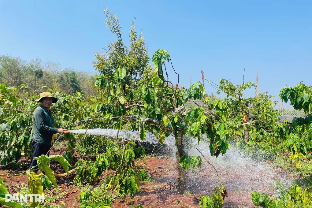 Xăng dầu tăng đúng cao điểm mùa khô, nông dân Tây Nguyên chật vật xoay - 1