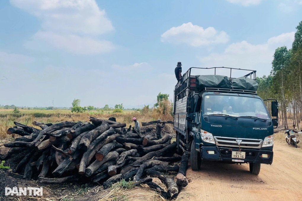 Truy quét, xác minh nguồn gốc củi rừng ồ ạt tuồn về trong đêm - 1