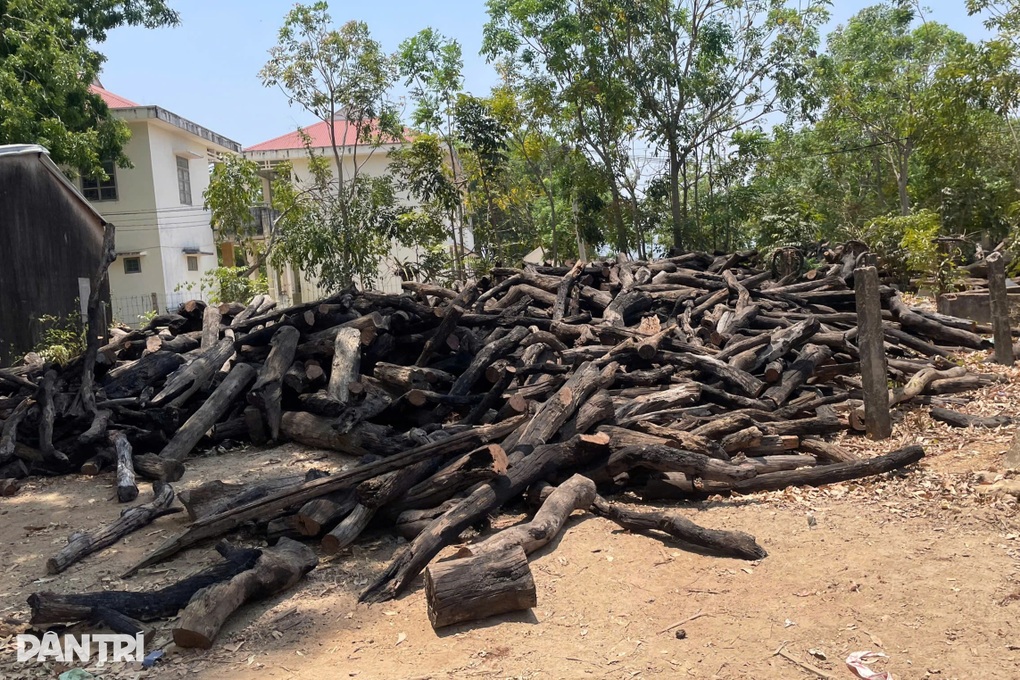 Truy quét, xác minh nguồn gốc củi rừng ồ ạt tuồn về trong đêm - 2