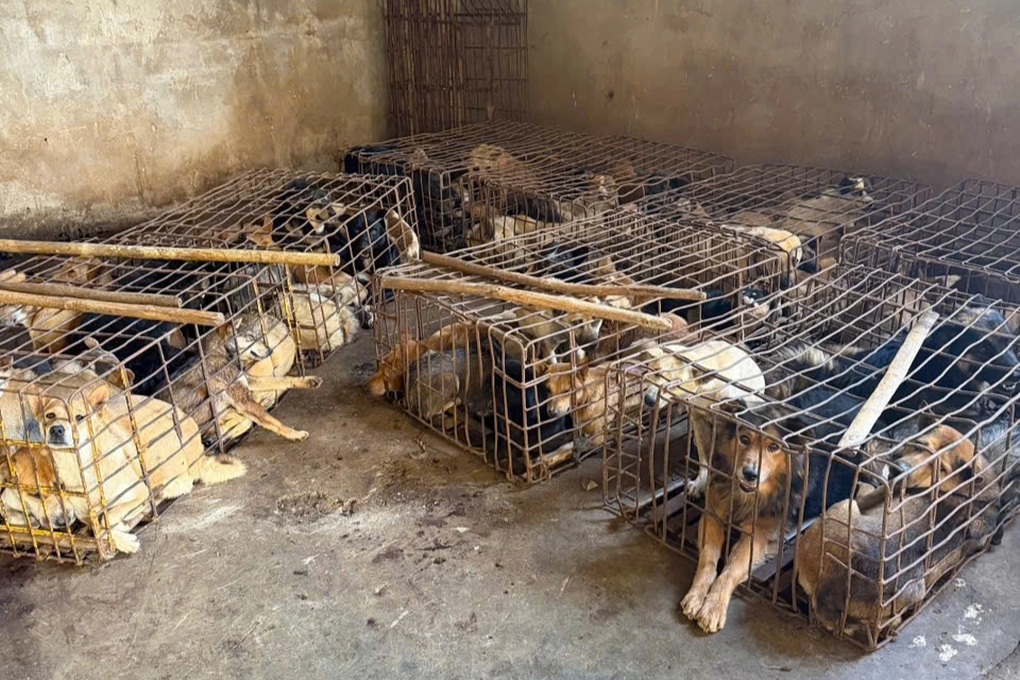 Vụ công an thông tin tìm chủ cho 70 con chó bị trộm: Bắt 2 đối tượng - 1 Vụ công an thông tin tìm chủ cho 70 con chó bị trộm: Bắt 2 đối tượng - 1