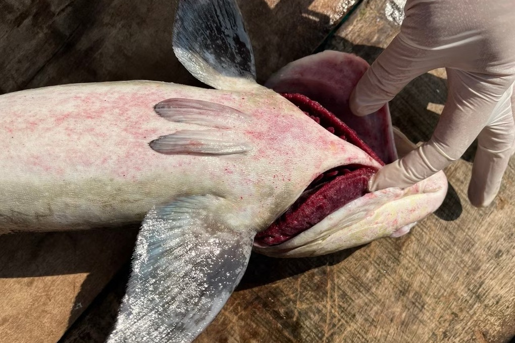 60 tấn cá đặc sản lăn ra chết, người nuôi thiệt hại 12 tỷ đồng - 1 60 tấn cá đặc sản lăn ra chết, người nuôi thiệt hại 12 tỷ đồng - 1