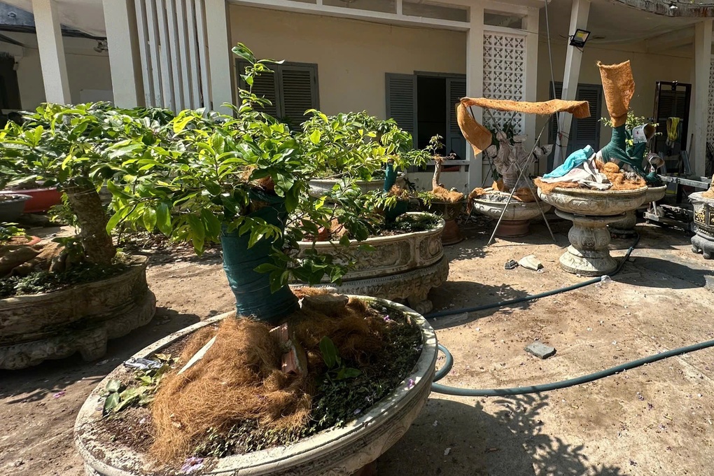 Kiểm lâm Côn Đảo xử phạt người tàng trữ 42 cây mai không rõ nguồn gốc - 1