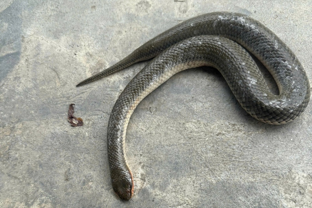 Cụ bà 92 tuổi đánh chết con rắn sau khi bị cắn được xuất viện - 2