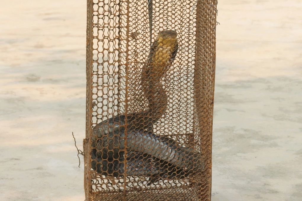 Phát hiện rắn hổ mang chúa dài 2,6m bò vào nhà - 1