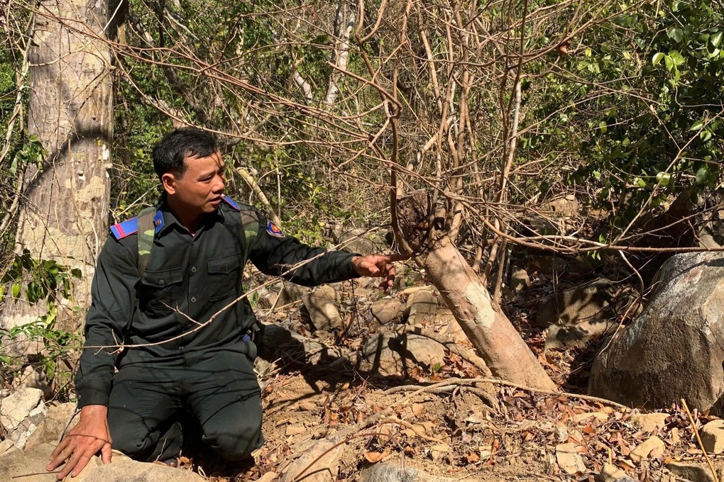 Thu giữ 42 cây mai vàng tại Côn Đảo: Kiên quyết sửa sai nếu phạt nhầm - 1