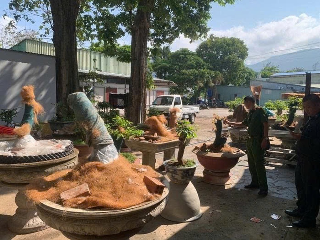 Thu giữ 42 cây mai vàng tại Côn Đảo: Kiên quyết sửa sai nếu phạt nhầm - 2