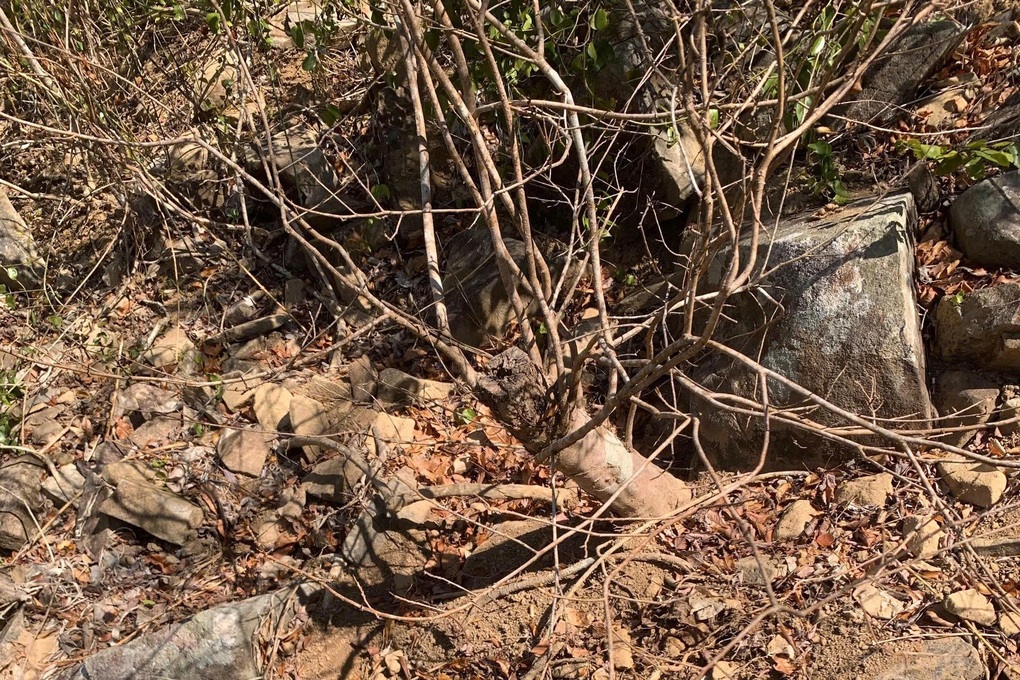 Thu giữ 42 cây mai vàng tại Côn Đảo: Kiên quyết sửa sai nếu phạt nhầm - 3