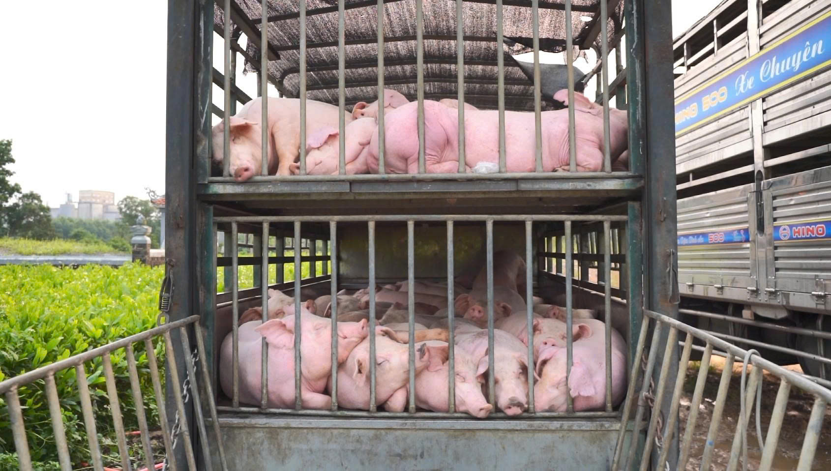 Kiểm tra xe hàng, phát hiện chở 100 con heo bị dịch tả heo châu Phi - Ảnh 1. Kiểm tra xe hàng, phát hiện chở 100 con heo bị dịch tả heo châu Phi - Ảnh 1.