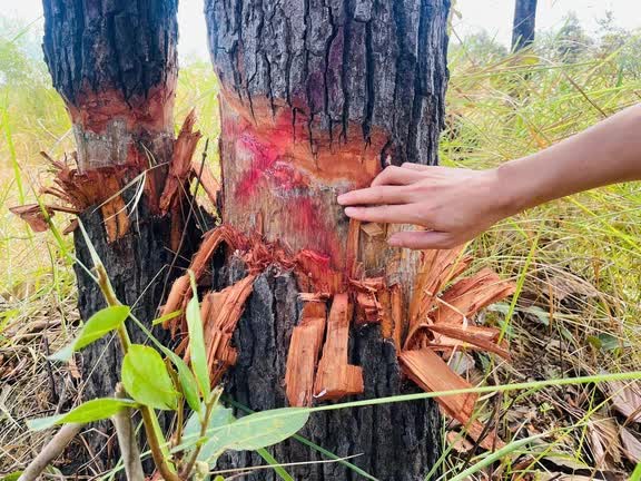 Lực lượng đông, vì sao vẫn mất rừng?- Ảnh 1.