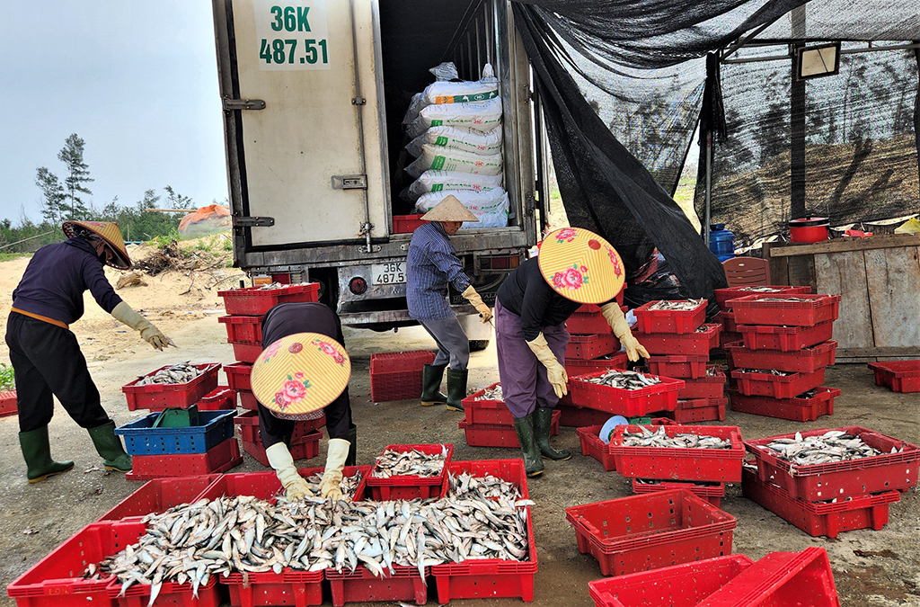 Mùa lộc biển: Săn 'bạc xanh' trên sóng biển- Ảnh 2.