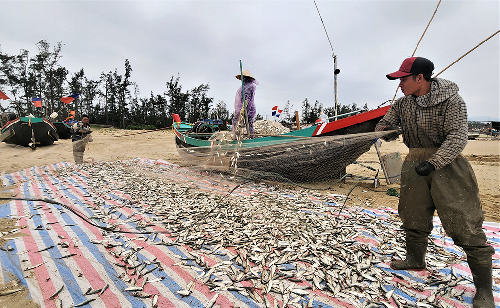 Mùa lộc biển: Săn 'bạc xanh' trên sóng biển- Ảnh 3.