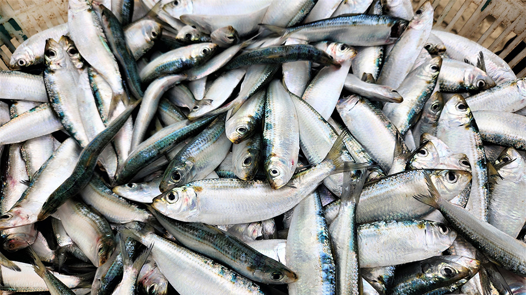 Mùa lộc biển: Săn 'bạc xanh' trên sóng biển- Ảnh 6.