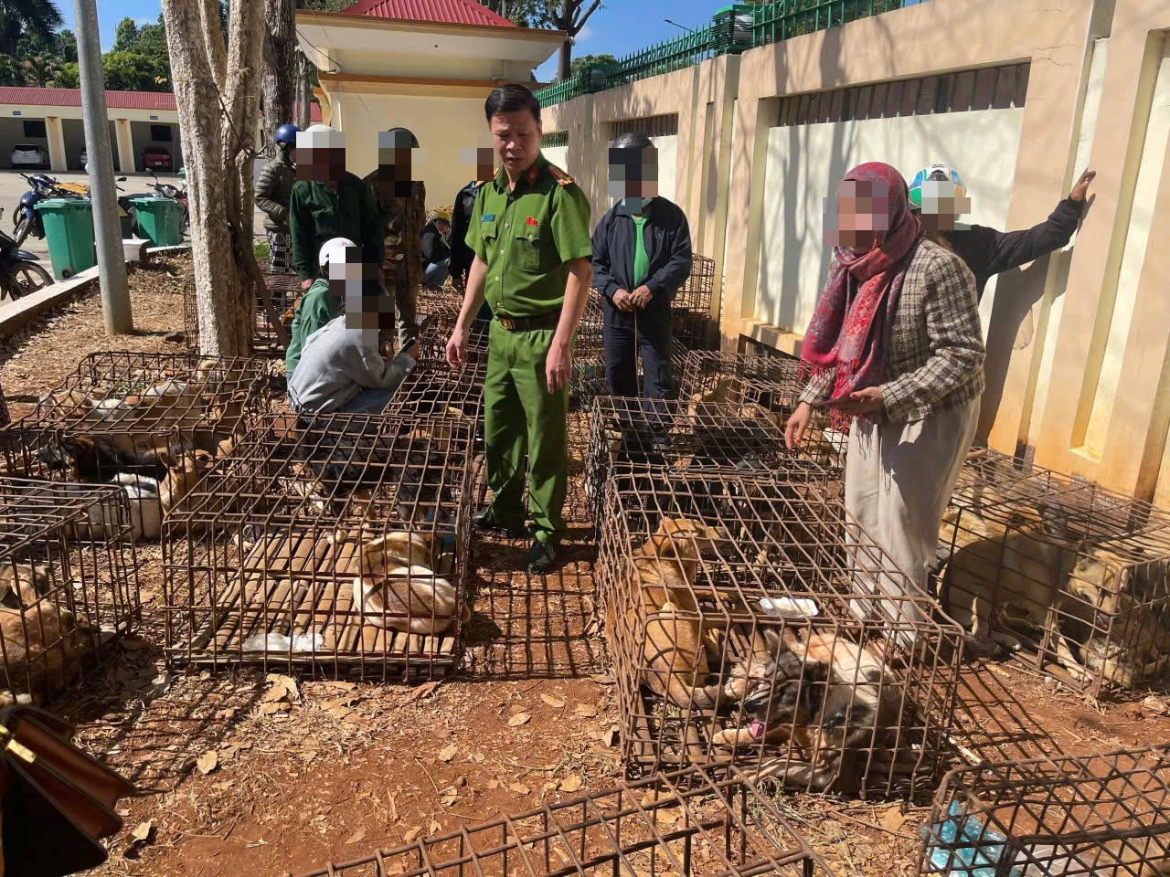 Khởi tố 2 đối tượng trộm chó, tập kết 70 con trong lồng sắt tại Đắk Lắk- Ảnh 1.