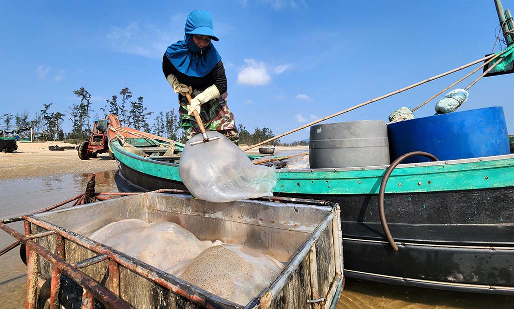 Mùa lộc biển: Những khoang thuyền chở 'vàng trắng' về bờ - Ảnh 1.