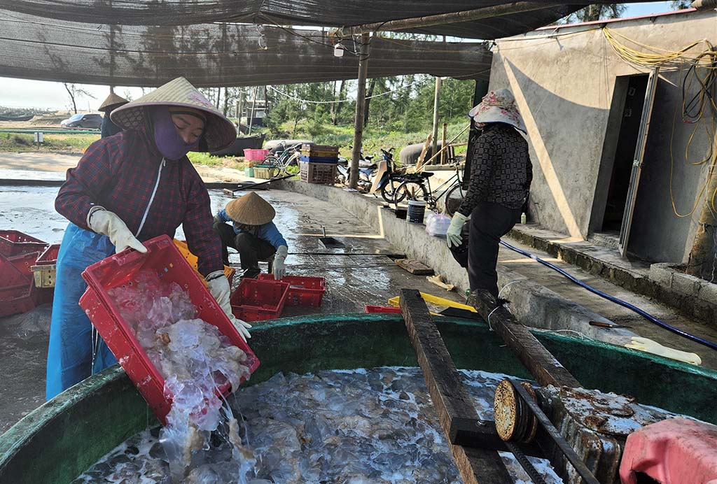 Mùa lộc biển: Những khoang thuyền chở 'vàng trắng' về bờ - Ảnh 3.