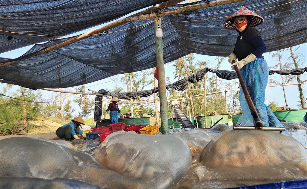 Mùa lộc biển: Những khoang thuyền chở 'vàng trắng' về bờ - Ảnh 5.