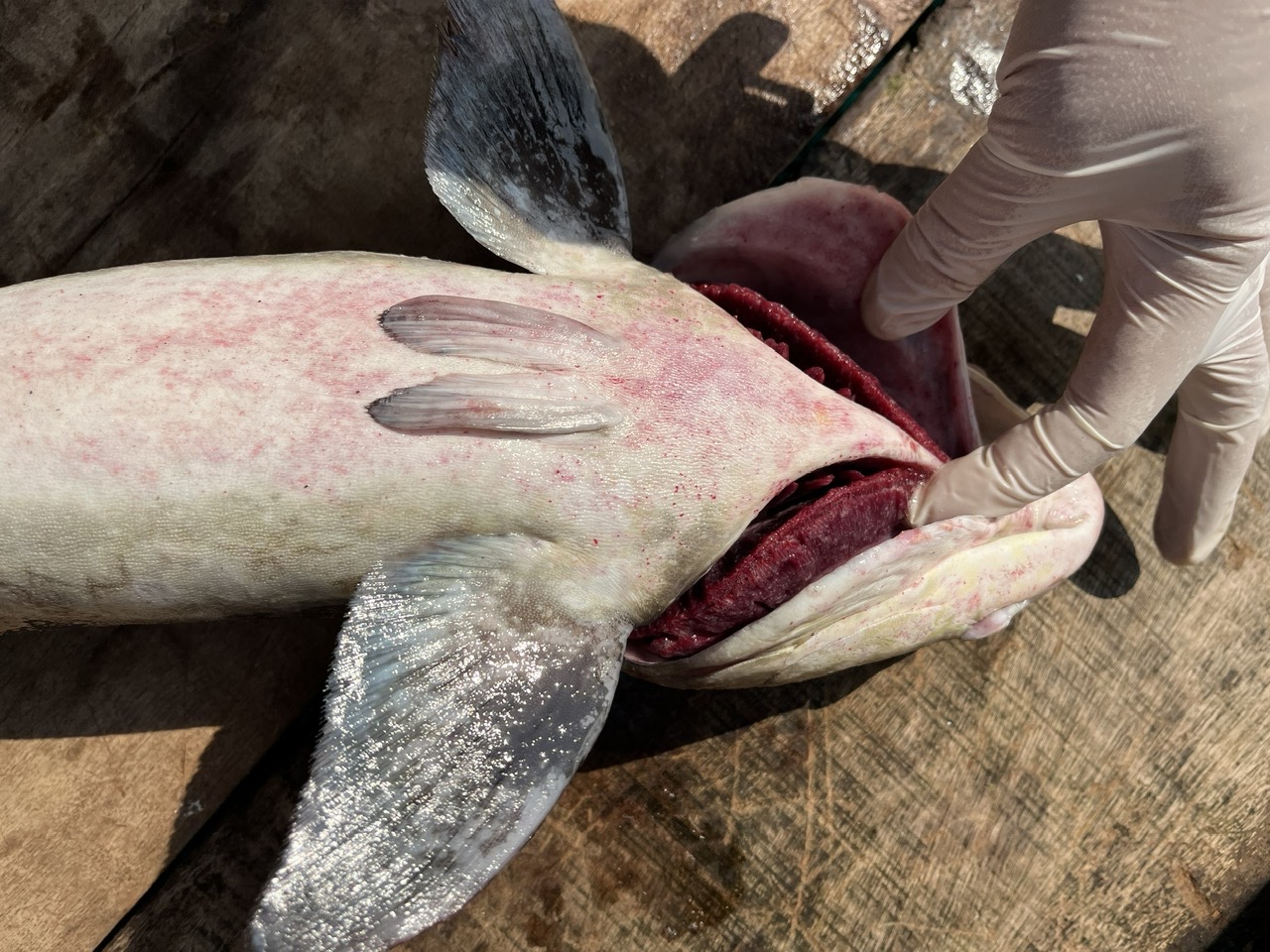 Cá bớp chết trắng lồng bè ở Lý Sơn, thiệt hại hơn 10 tỉ đồng- Ảnh 2.