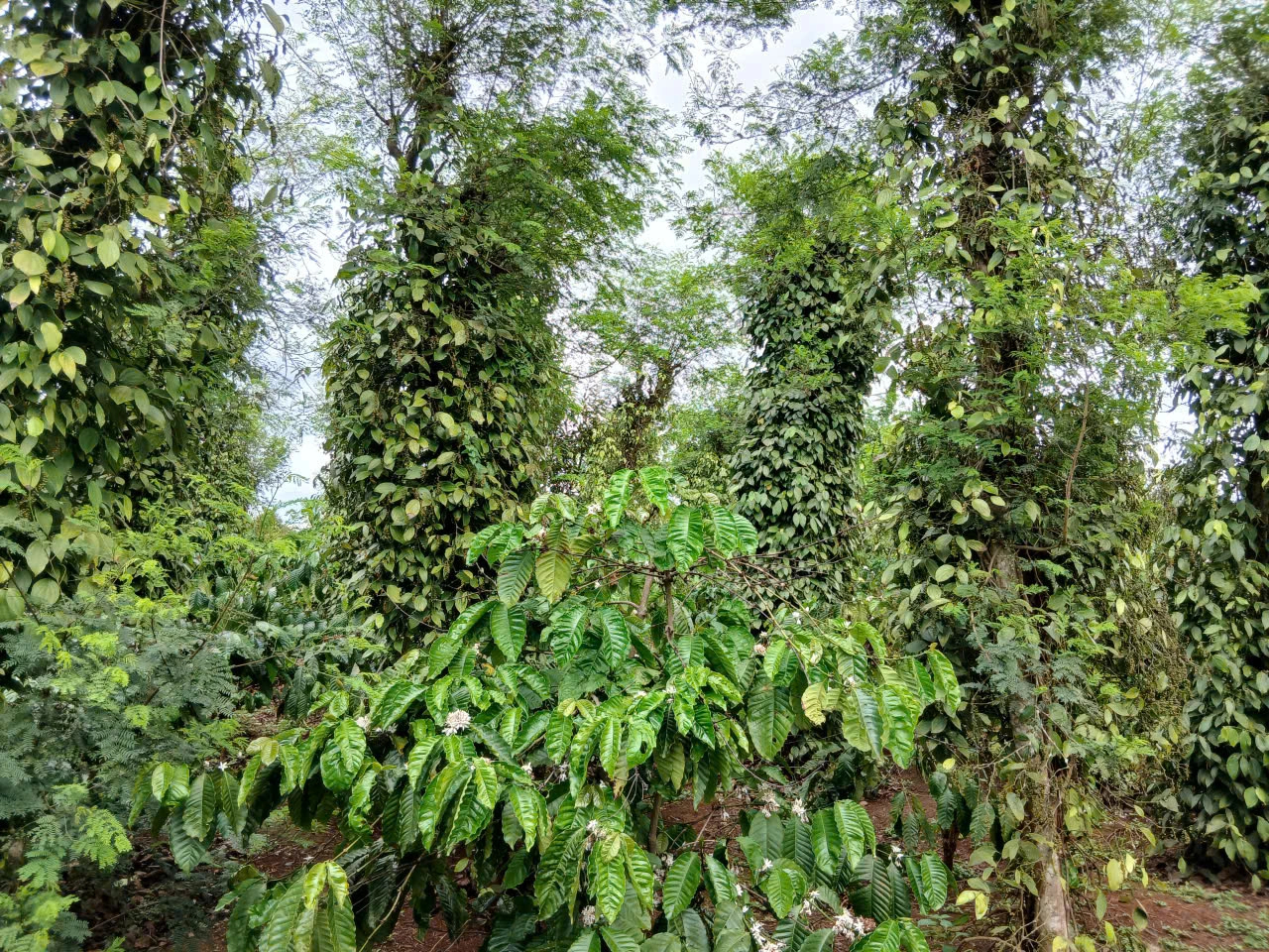 Giá tiêu tăng cao, ‘vàng đen’ Gia Lai hồi sinh - Ảnh 1.