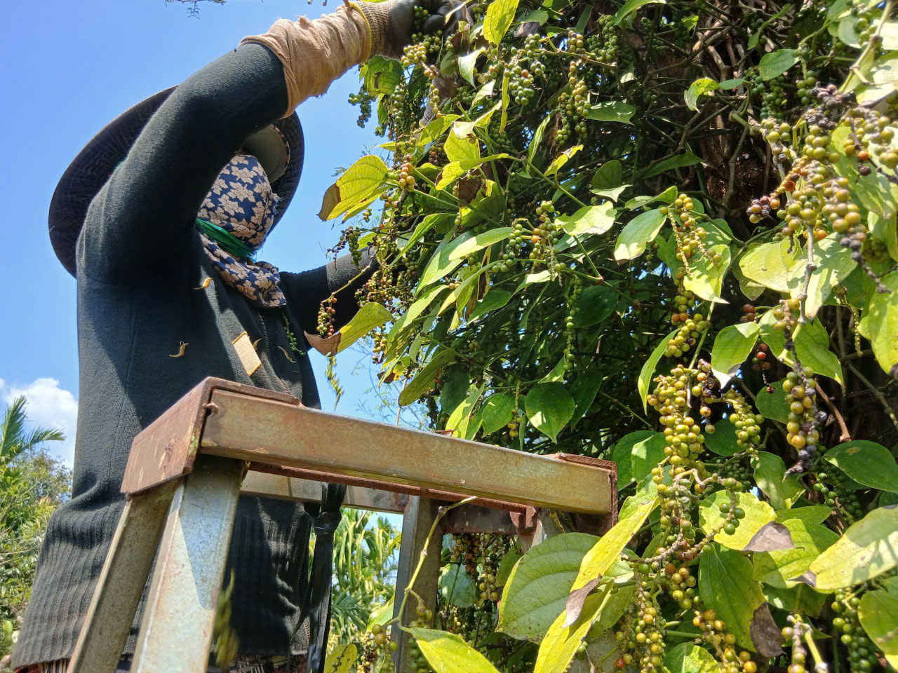 Giá tiêu tăng cao, ‘vàng đen’ Gia Lai hồi sinh - Ảnh 3.