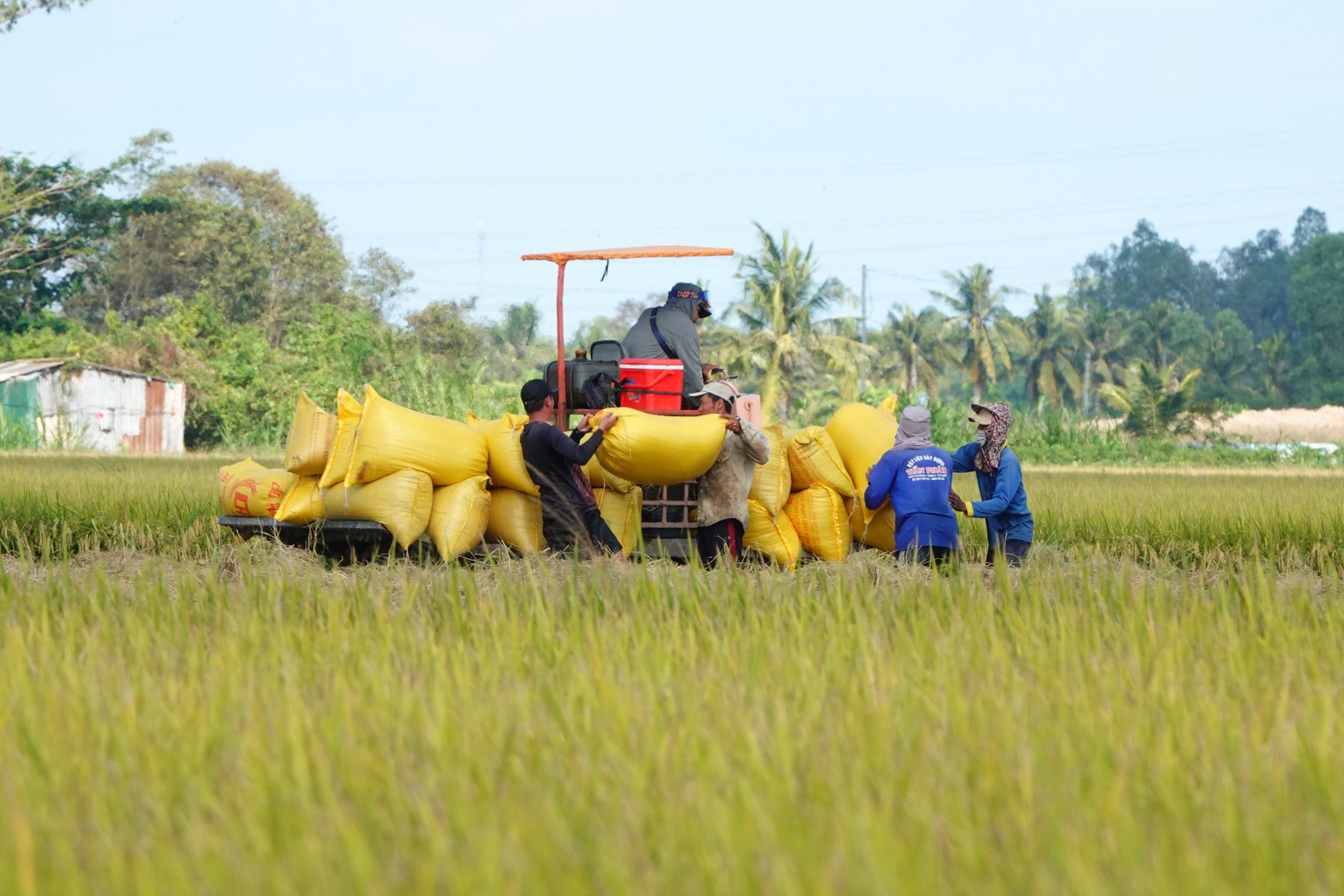 Philippines điều tra tự vệ, gạo Việt có bị ảnh hưởng?- Ảnh 1.