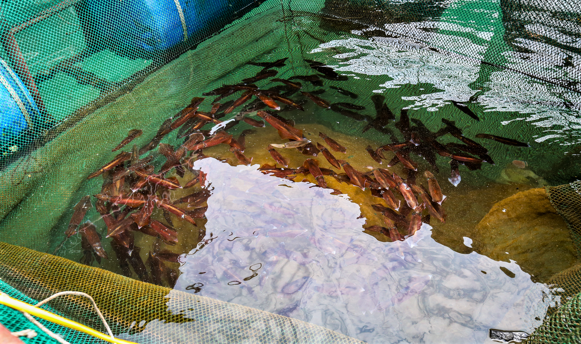 Mùa lộc biển: Theo chân ngư dân săn 'vàng đen'- Ảnh 7.