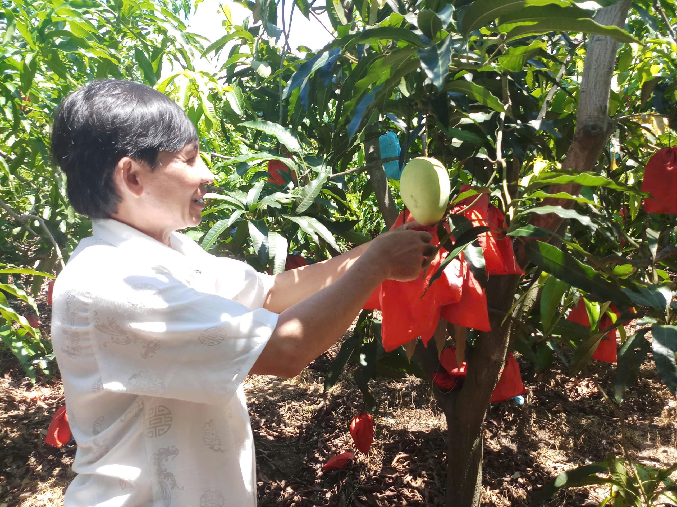 ruồi đục trái - Ảnh 1.