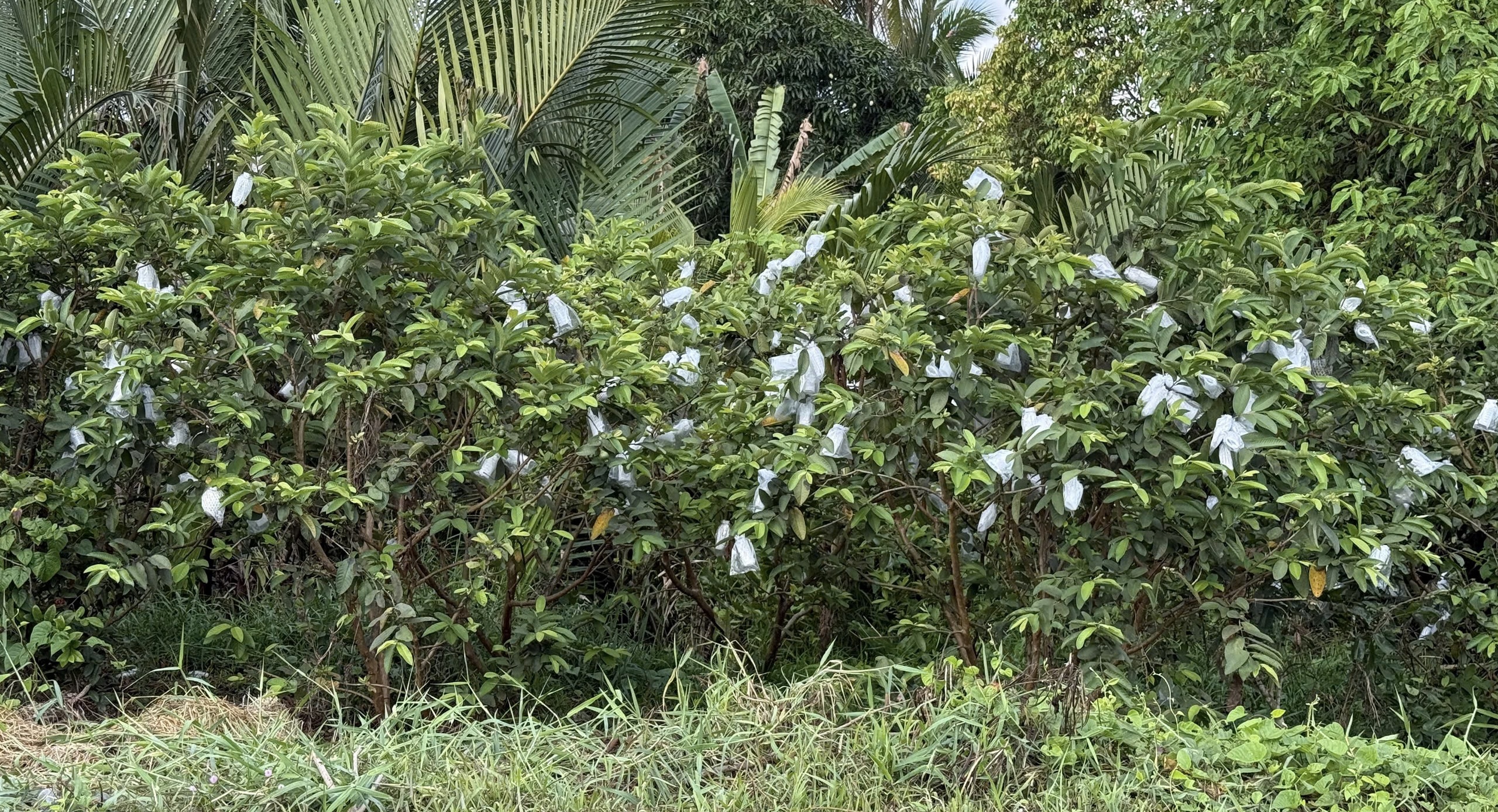 ruồi đục trái - Ảnh 2.