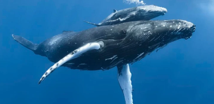 Những cuộc di cư ngoạn mục và khắc nghiệt nhất hành tinh - Ảnh 3. di cư - Ảnh 3.