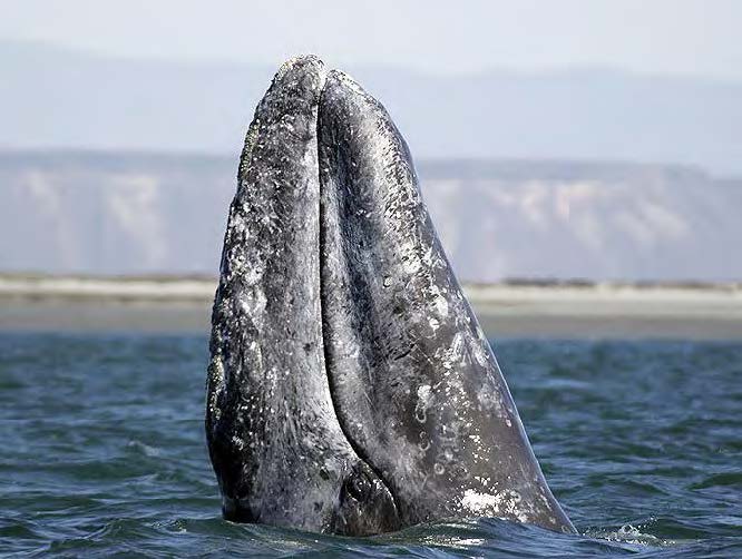 Những cuộc di cư ngoạn mục và khắc nghiệt nhất hành tinh - Ảnh 4.