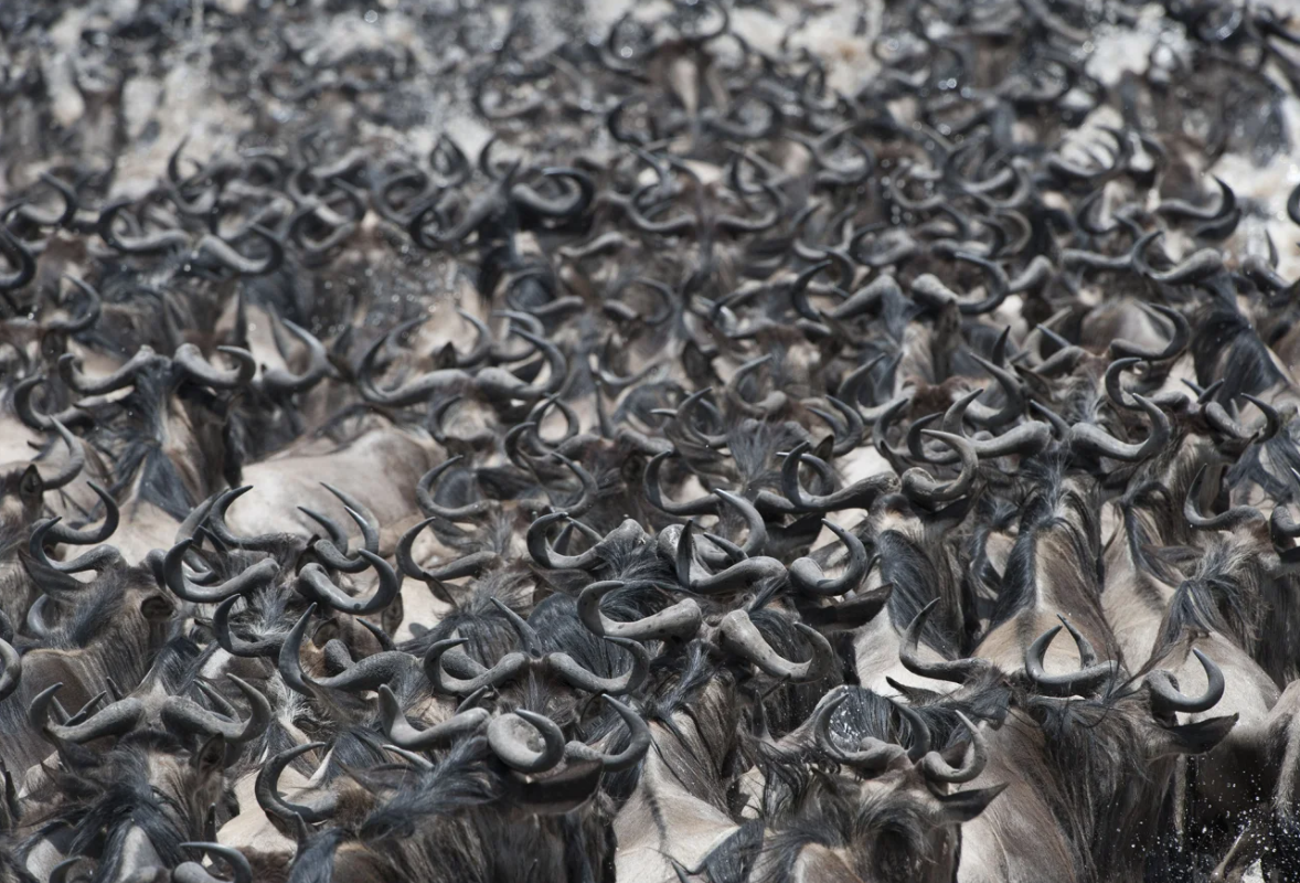 Những cuộc di cư ngoạn mục và khắc nghiệt nhất hành tinh - Ảnh 5.