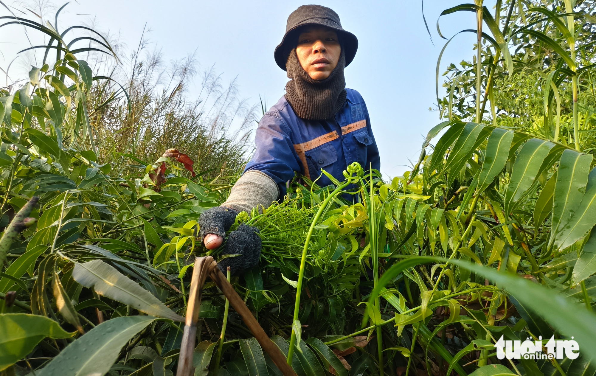 đọt choại - Ảnh 1.