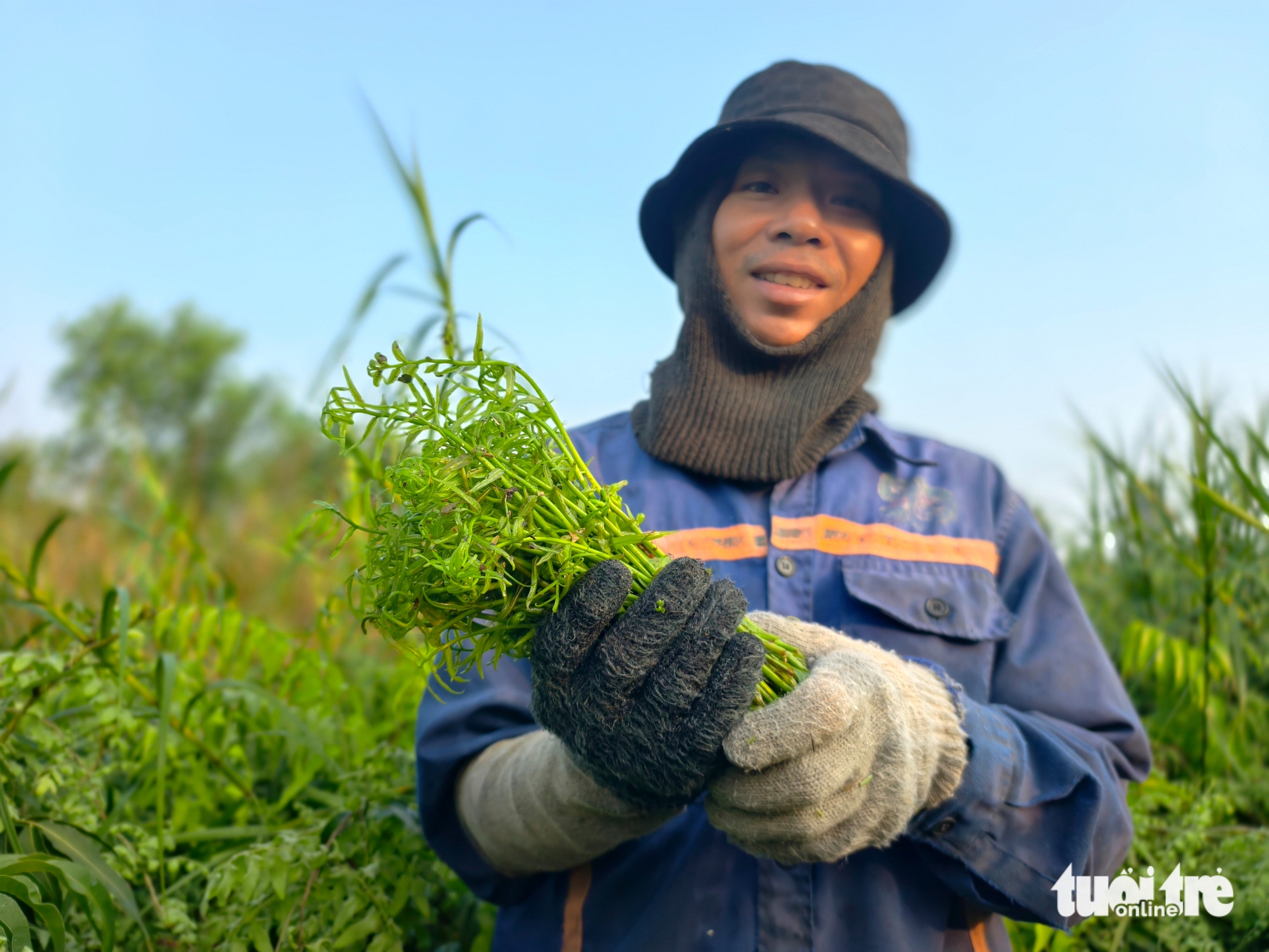 đọt choại - Ảnh 2.