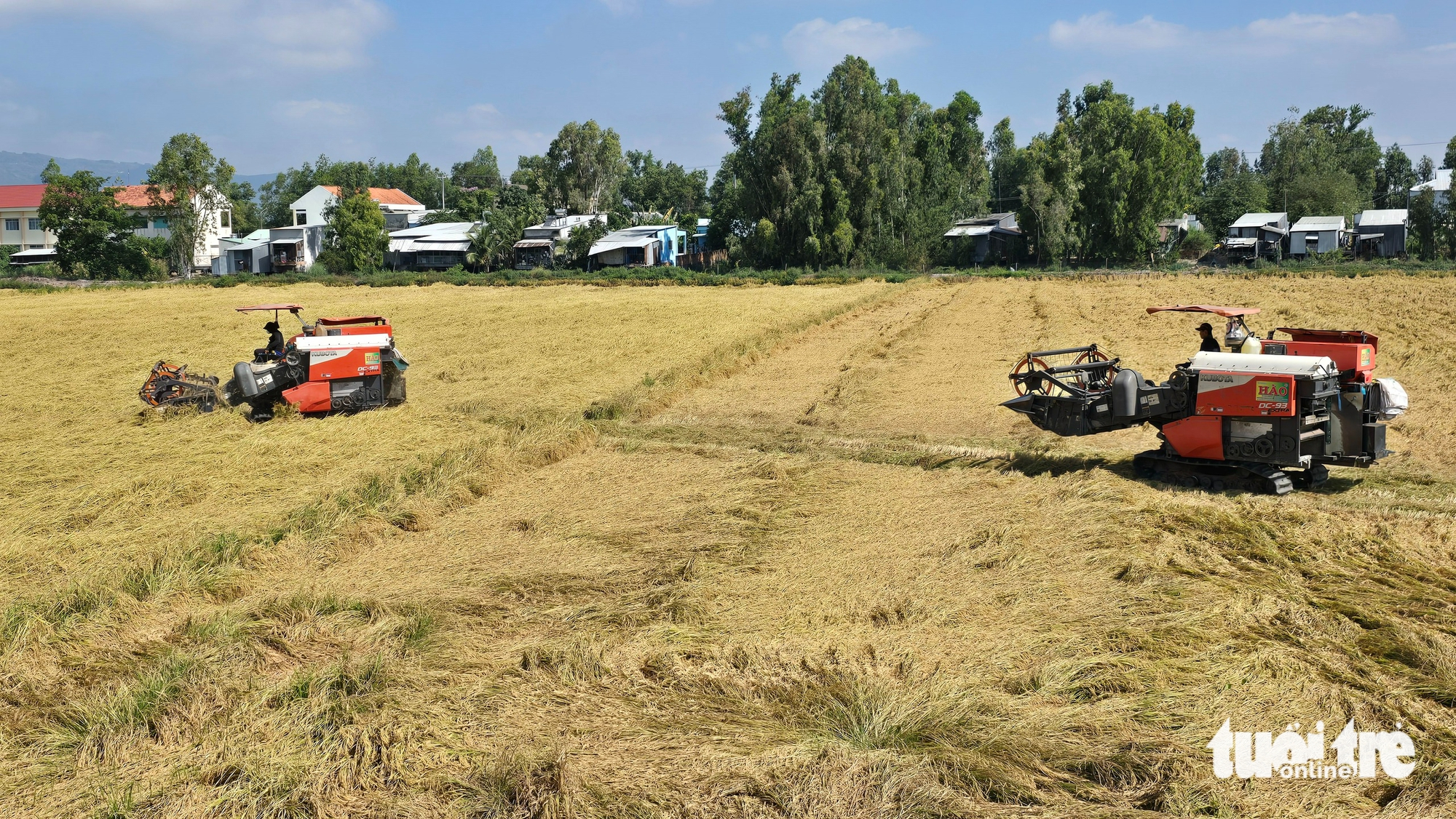 Nhiều nông dân sẽ giảm lúa vụ 3, hạn chế rủi ro do xăng dầu tăng - Ảnh 1.