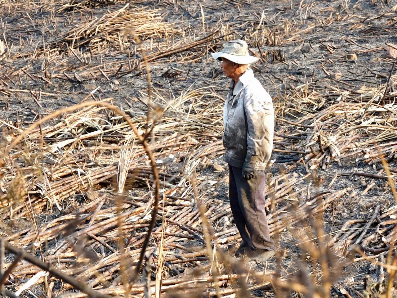 cháy mía - Ảnh 1.