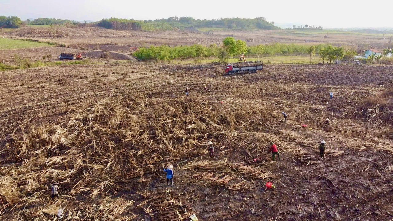 cháy mía - Ảnh 2.