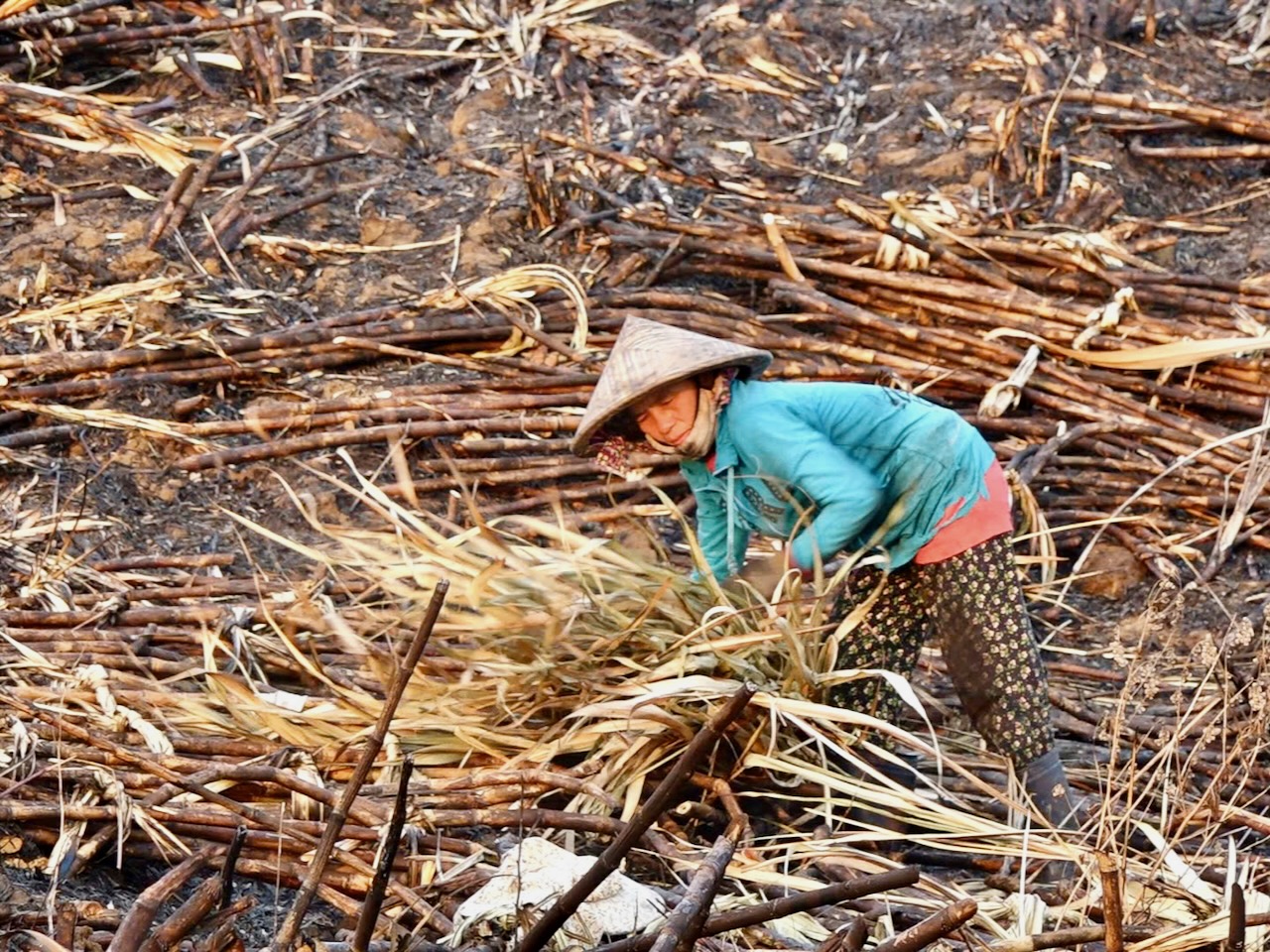 cháy mía - Ảnh 4.