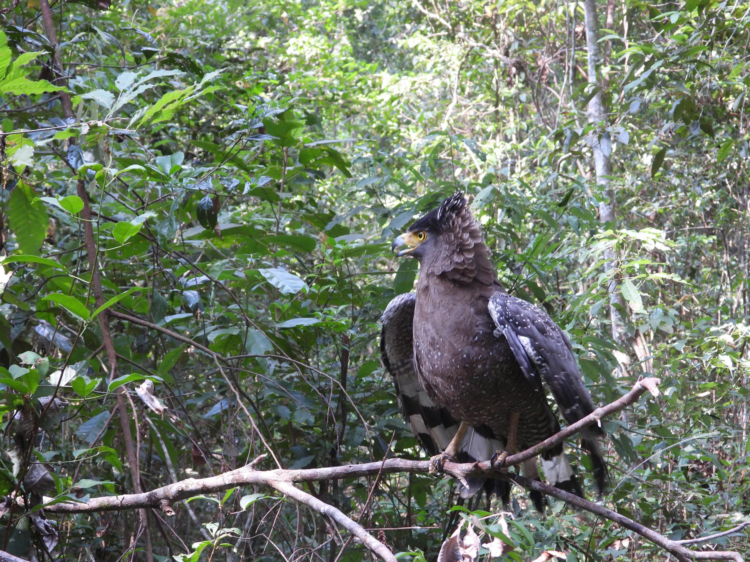Tê tê Java, diều hoa Miến Điện, cu li nhỏ được thả về Vườn quốc gia Kon Ka Kinh - Ảnh 1.