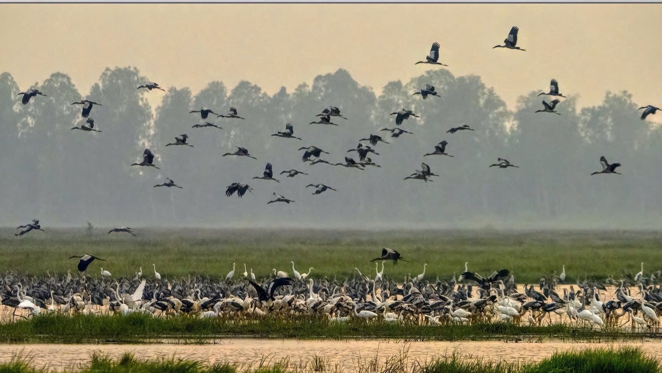 Vườn quốc gia Tràm Chim - Ảnh 4.