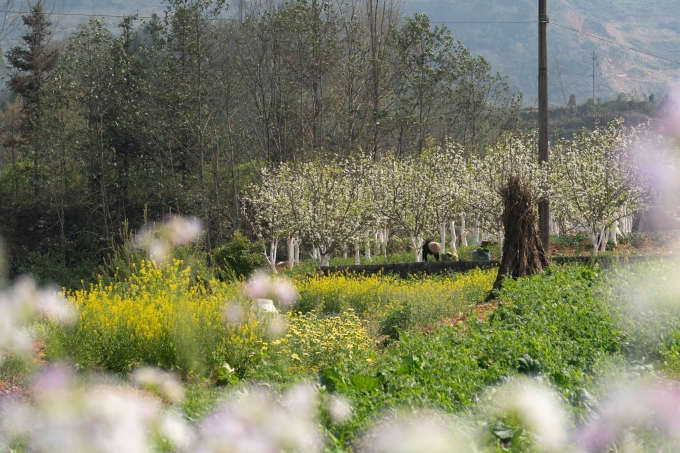 Phố Bảng, Hà Giang tháng 2/2026. Ảnh: Hoàng Giang