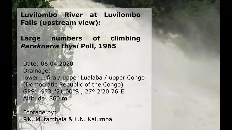 Loài cá 'leo bộ' suốt 10 tiếng để vượt thác cao 15 mét ở Congo