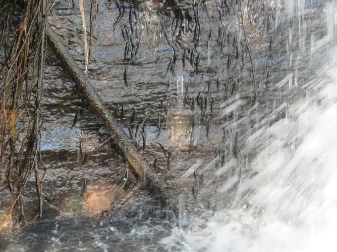 Kích thước nhỏ bé của loài cá đối đầu trực tiếp với trọng lực và dòng nước xiết. Ảnh: ZME Science