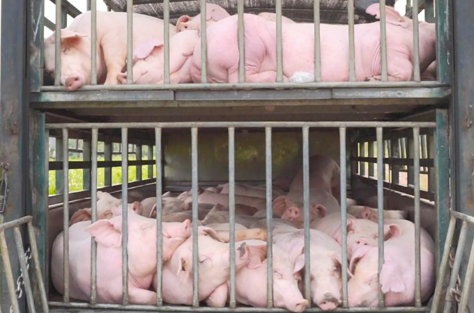 Số lợn chở trên xe nhiễm virus dịch tả châu Phi bị tiêu hủy. Ảnh: Minh Anh