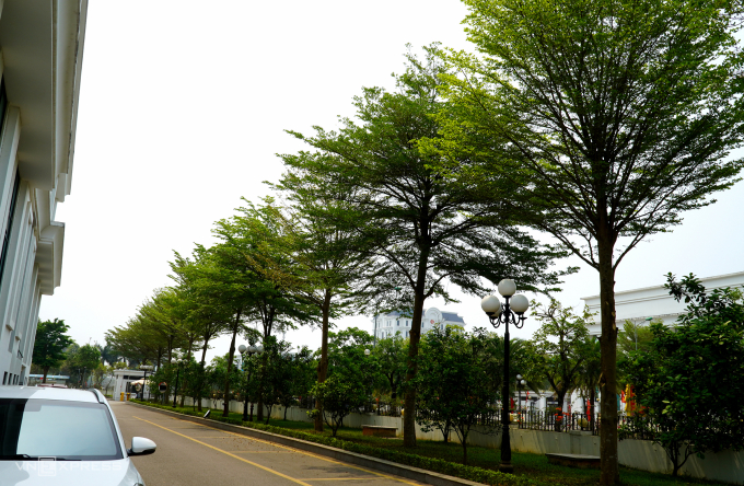 Một hàng cây bàng Đài Loan được trồng trong khuôn viên Trung tâm Hội nghị TP Thanh Hoá cũ, nay là trụ sở UBND phường Hạc Thành. Ảnh: Lê Hoàng